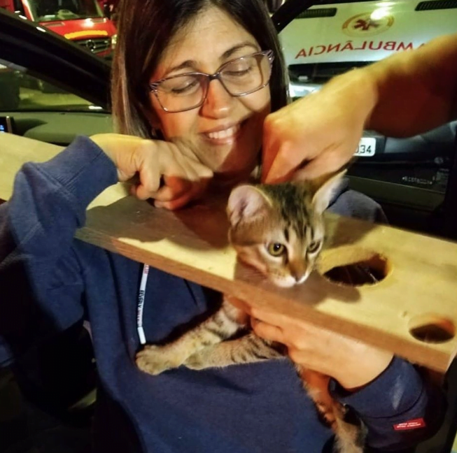 Bombeiros de Osasco salvam gata presa em madeira